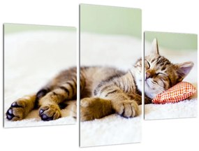 Kép - alvó cica (90x60 cm)