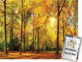 Fotótapéta Flizelina Természet Erdő Ősz Arany levelek 200x140 ragasztó
