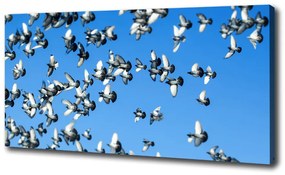 Vászonkép Flock a galambok oc-99282619