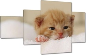 Vászonkép 130x80 Kedves cica