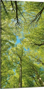 Vászonkép Levelek Fák Zöld Nap Ég 60x120 cm