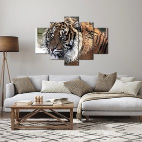 Tigris képe (150x105 cm)