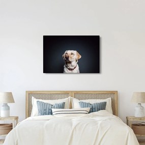 Labrador képe (90x60 cm)