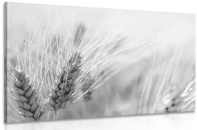 Kép búza mező fekete fehérben