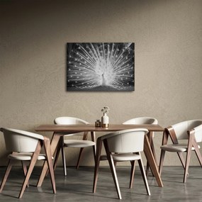 Kép - Fehér páva (70x50 cm)