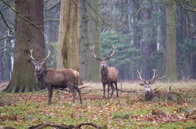 Poszter 91,5x60cm Szarvasok az erdőben, Assaf Frank