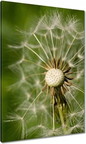 Vászonkép 70x100 Pitypang Virág Virágok