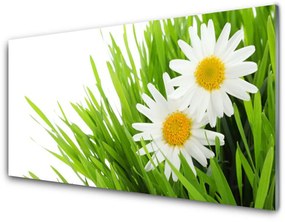 Üvegkép Daisy Flower Természet 100x50 cm 2 fogas