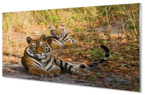 Üvegképek Tigers 125x50 cm 2 fogas