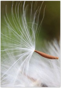 Poszterek 70x100 Pitypang Virág Virágok