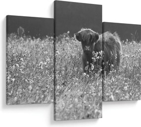 Kép - Skót tehén 5, fekete-fehér (90x60 cm)