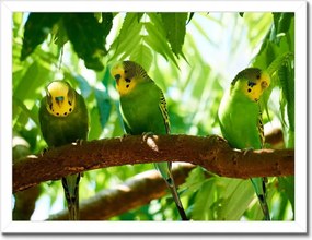 Poszterek keretben 40x30 Papagájok Madarak