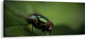 Kép - Légy (120x50 cm)