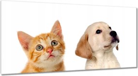 Képek 115x55 Cica Cicák