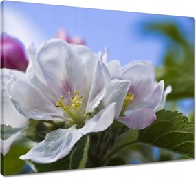 Vászonkép 50x40 Almafa virág