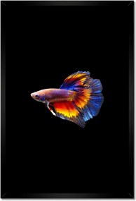 Poszterek keretben 40x60 Harci halak fekete háttér