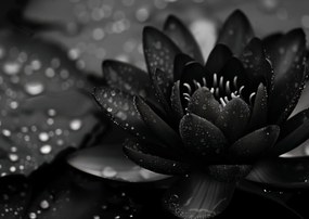 Poszter 84,1x59,4cm Lótusz fekete