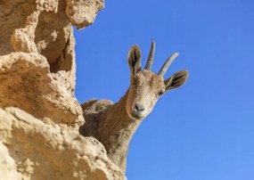 Poszter 42x29,7cm Ibex Nubiana 2, Assaf Frank