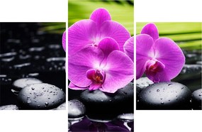 Kép - Orchideák (90x60 cm)