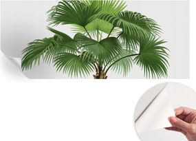 Dekoratív öntapadós fotótapéta Hálószobába Egzotikus pálmafa 250x104