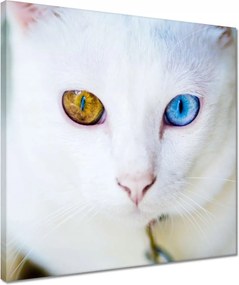 Vászonkép 40x40 Macska mesés szemekkel