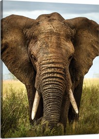Vászonkép Elefánt a magas fűben Afrika 50x70 cm Ideális ajándék