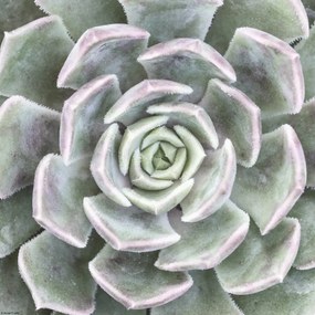 Poszter 30x30cm Pozsgás, Assaf Frank