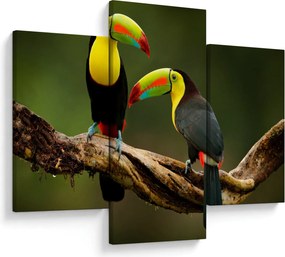 Ülő tukánok képe, Costa Rica (90x60 cm)