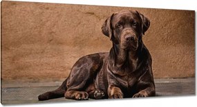 Vászonkép 115x55 Barna barát Kutya