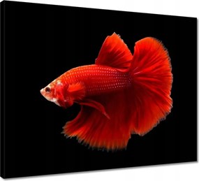 Vászonkép 50x40 Piros harcos hal