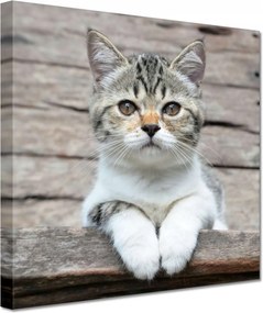 Vászonkép 60x60 Cica