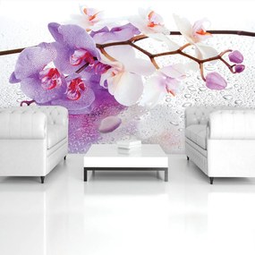 Fotótapéta - Orchideák (152,5x104 cm)