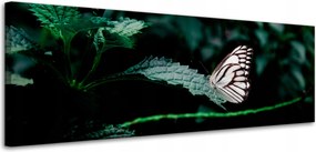 Vászonkép Természet Pillangó a levélen 120x40