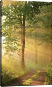Vászonkép Napfény Erdő Ösvény Természet 60x100 cm