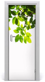 Fotótapéta ajtóra Zöld levelek 75x205 cm
