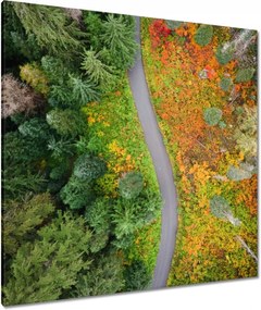 Vászonkép 90x90 Út Erdő Ősz