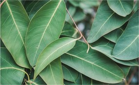 Dekoratív Fotótapéta Hálószobába Zöld levelek 416x254