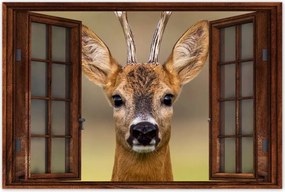 Poszterek 90x60 Kecske úr szarvak