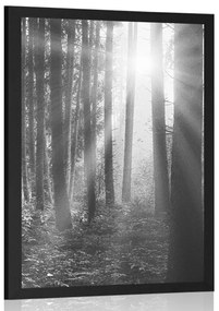 Poszter napkelte az erdőben fekete fehérben