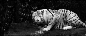Kép - albínó tigris, fekete-fehér (120x50 cm)