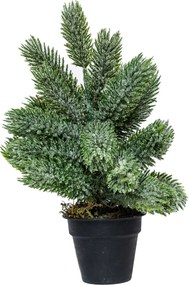 Mini műfenyő cserépben 22 cm Hó nélküli