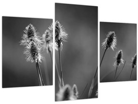 Kép - Bézs színű puha fű N⁰2 (90x60 cm)