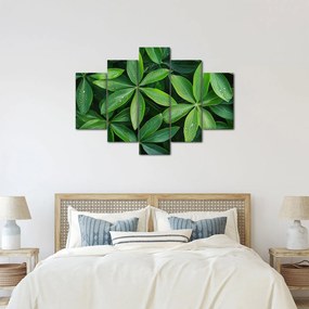Kép - Levelek harmatcseppekkel (150x105 cm)