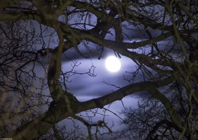 Poszter 29,7x21cm Hold az ágakon át, Assaf Frank