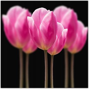 Poszterek 100x100 Tulipánok Virágok