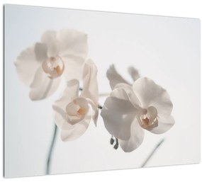 Fehér orchidea képe (üvegen) (70x50 cm)