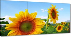 Vászonkép 180x90 Napraforgók Égbolt