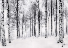 3D Fotótapéta Nyírfa Erdő Természet Fali Hálószoba Nappali 350x250