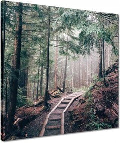 Vászonkép 50x50 Erdei ösvény