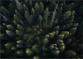 Kép - Forest (70x50 cm)